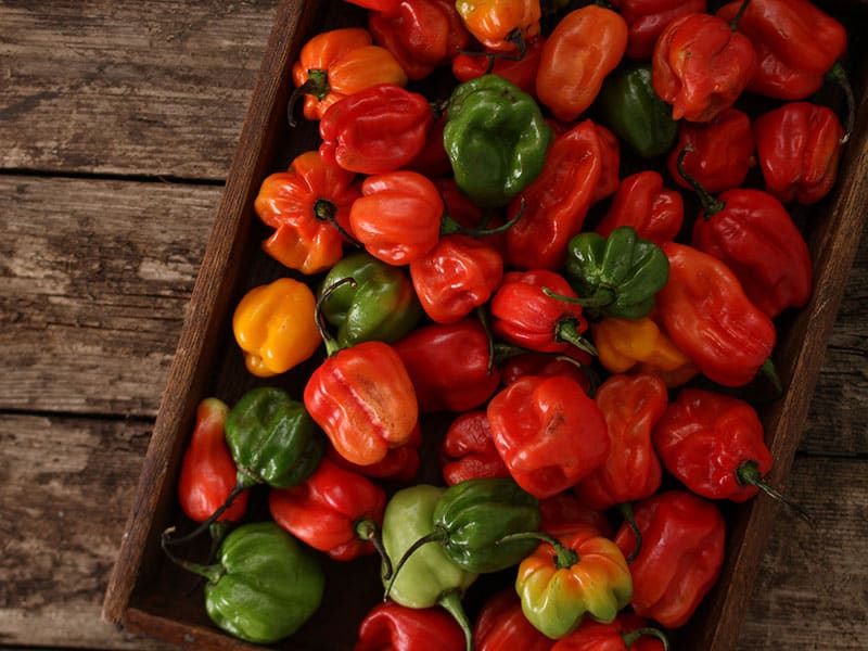 Scotch Bonnet Pepper