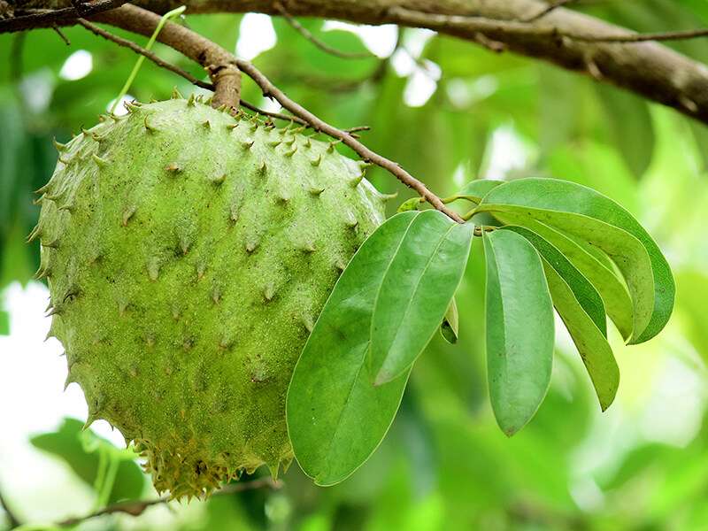 Soursop Fruit