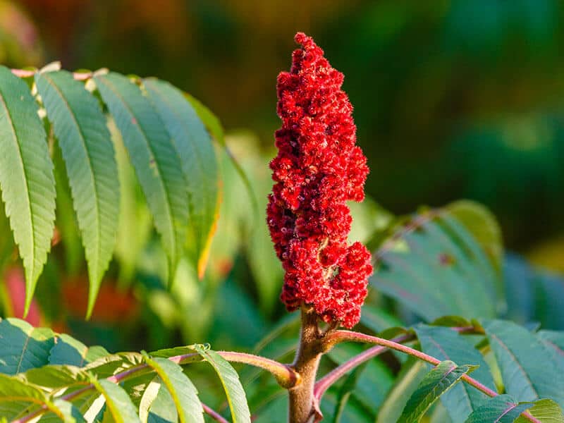 Staghorn Sumac Rhus