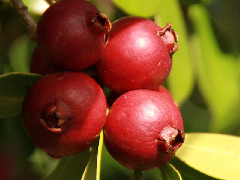 Strawberry Guava