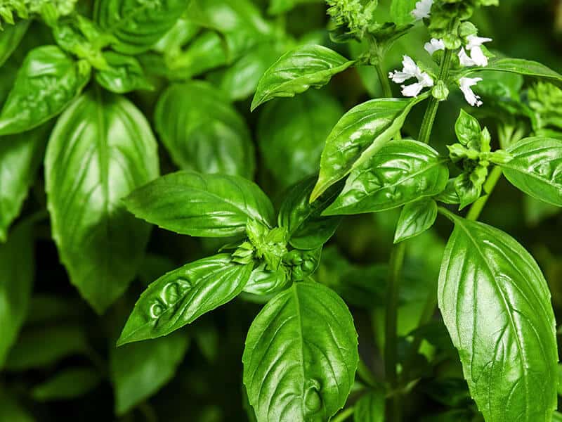 Sweet Basil