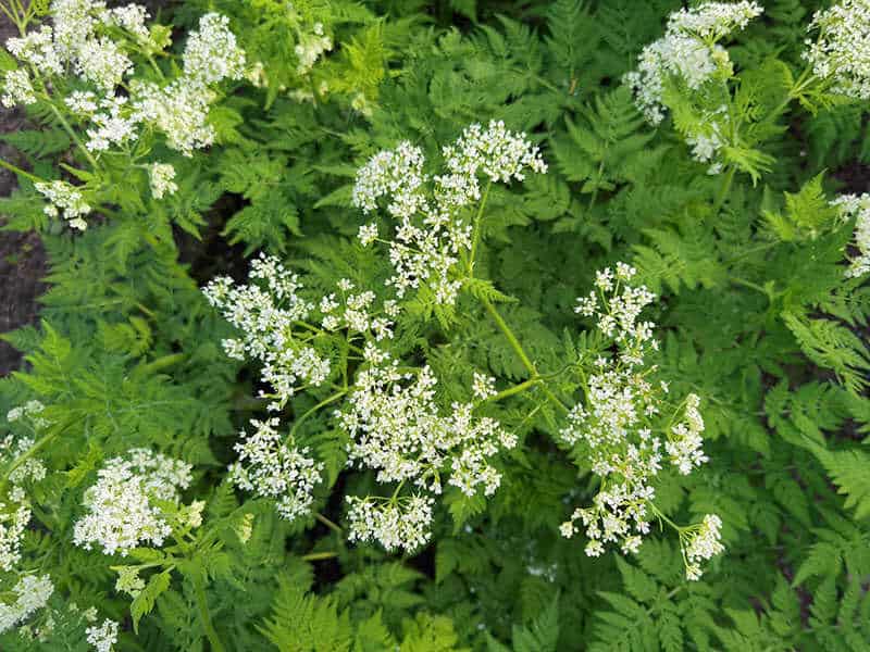 Sweet Cicely Myrrhis