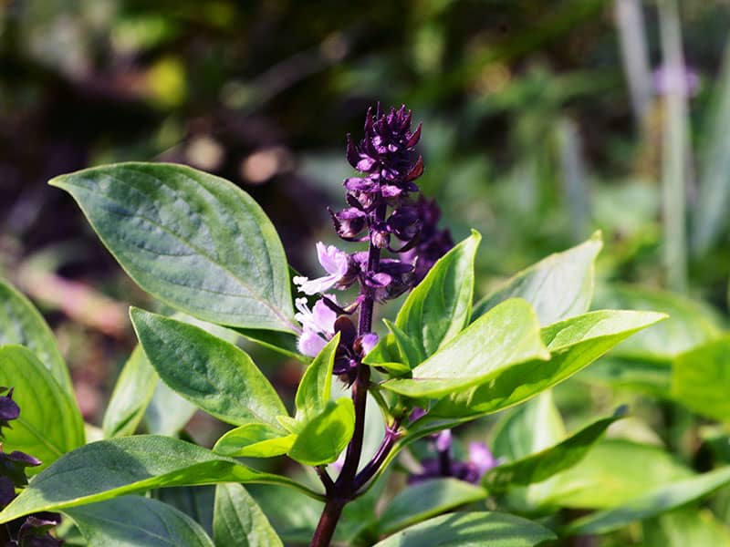 Thai Basil Ocimum Basilicum