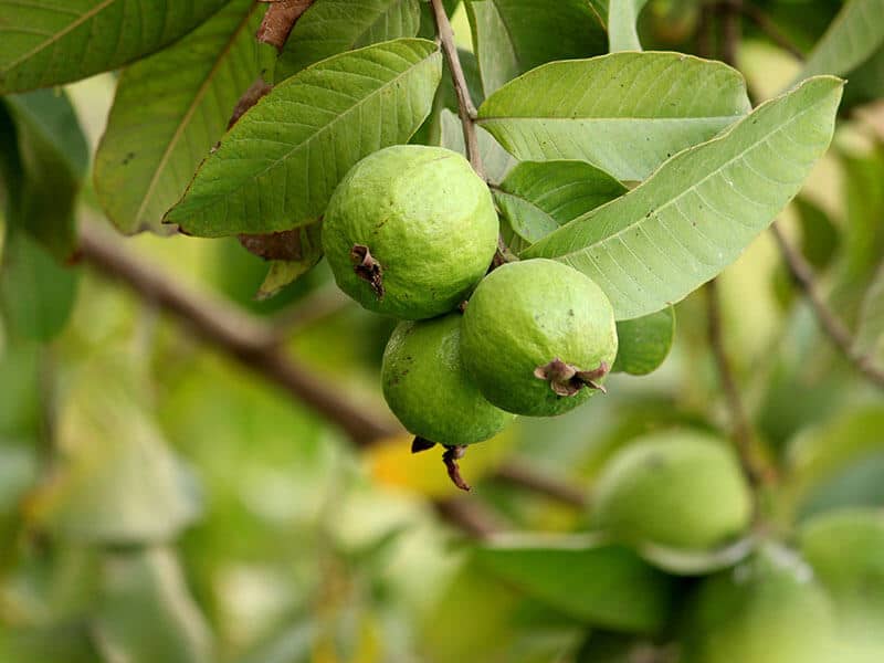 Three Guava