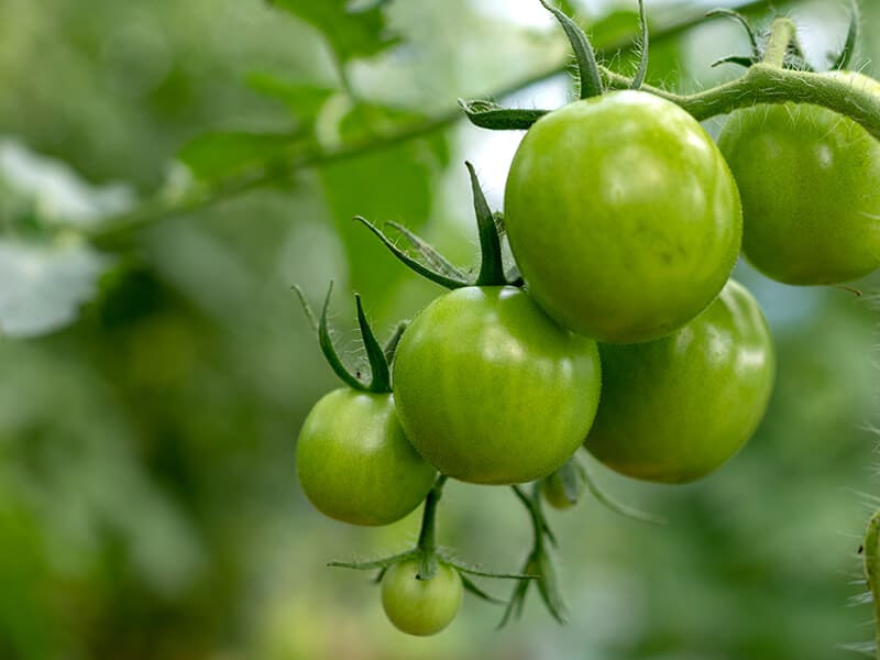 Tomato Plants