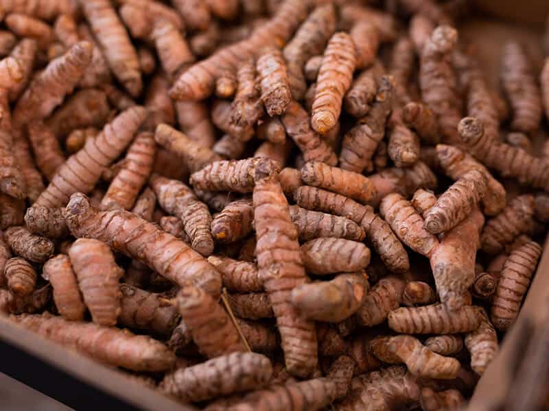 Turmeric Rhizomes