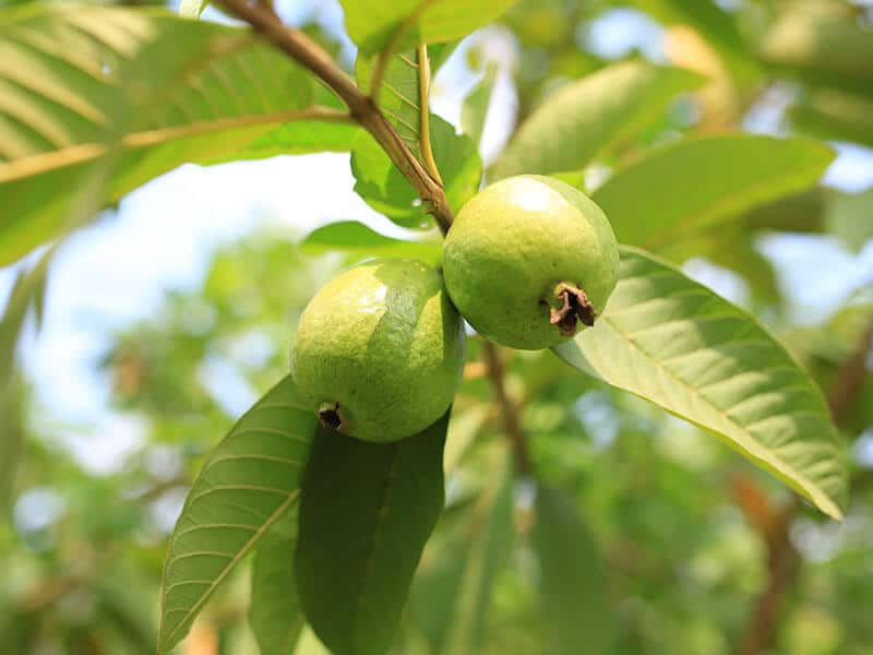 Vietnamese Guava