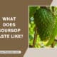 What Does Soursop Taste Like