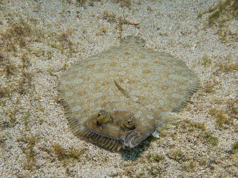 Wideeyed Flounder