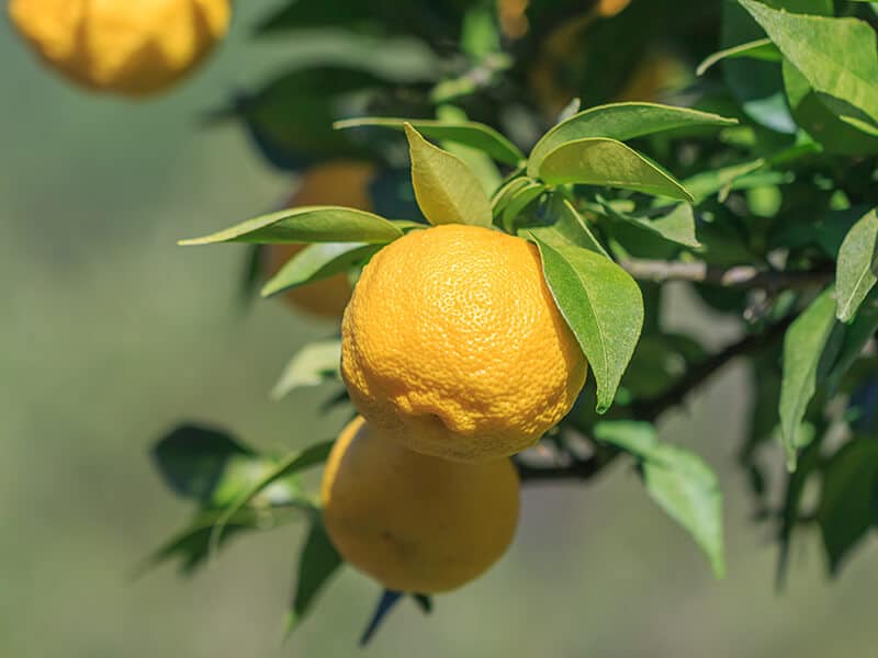 Yuzu Citrus