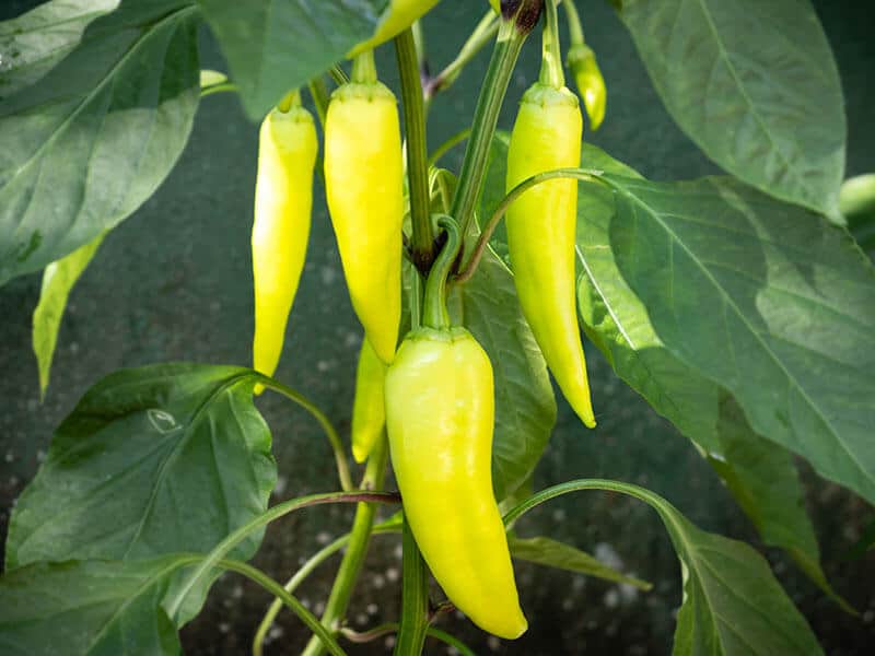 Banana Peppers