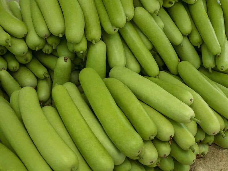 Bottle Gourd