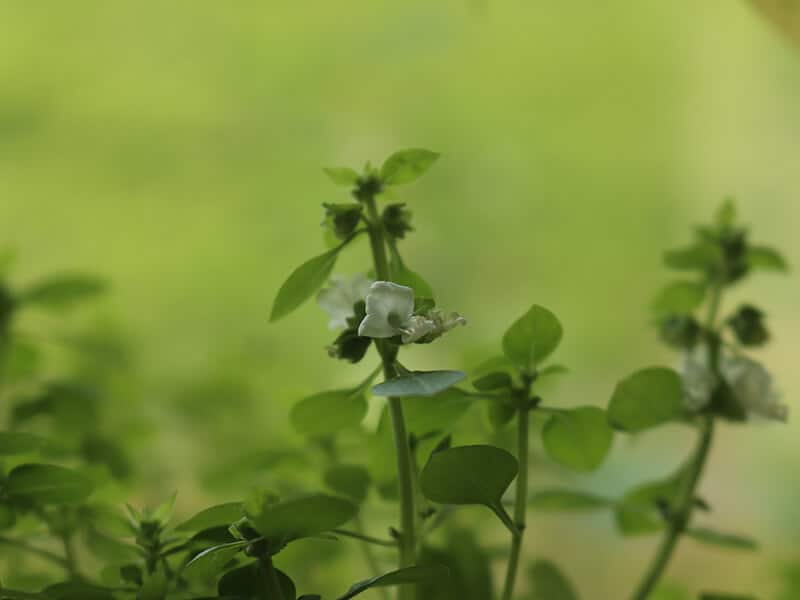 Boxwood Basil