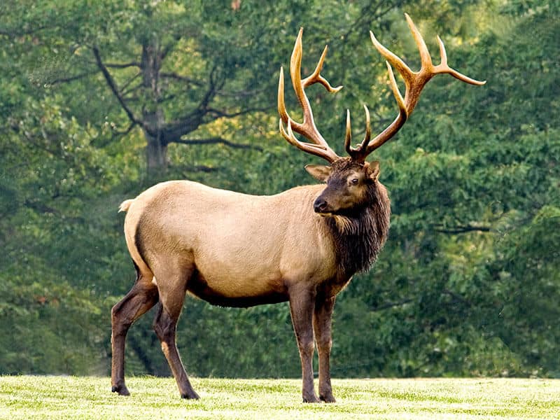 Bull Elk