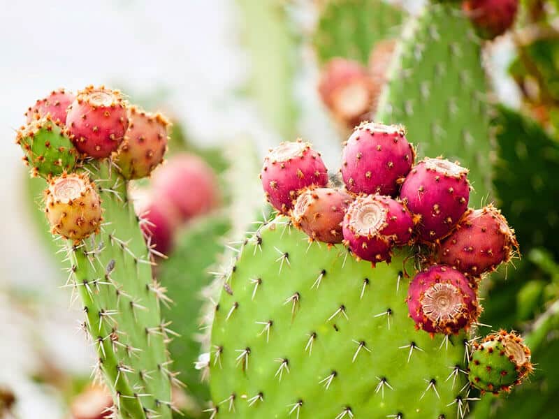 Cactus Paddles