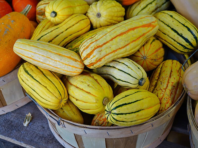 Delicata Squash Yellow