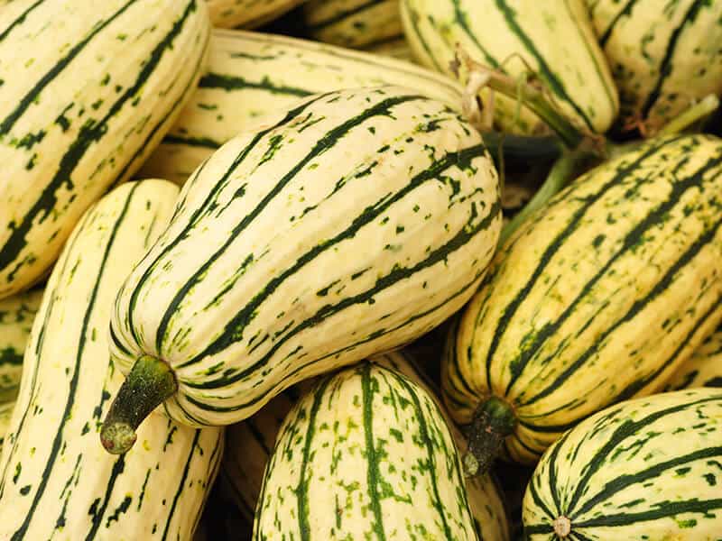 Delicata Squash