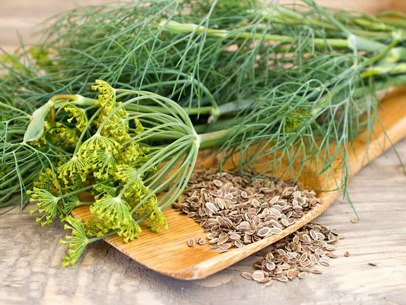 Dill Seeds