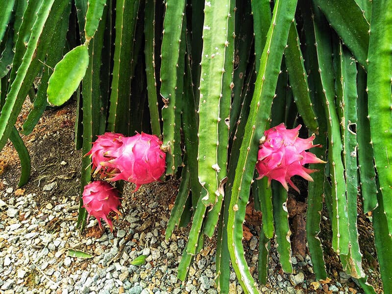 Dragon Fruits