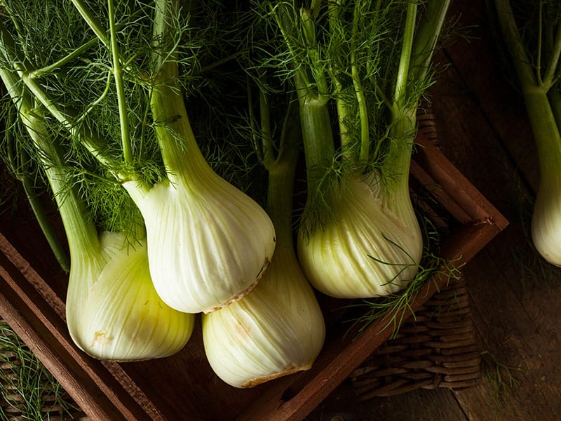 Fennel Bulbs