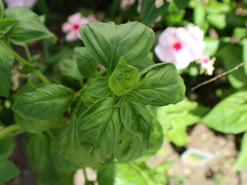 Italian Basil