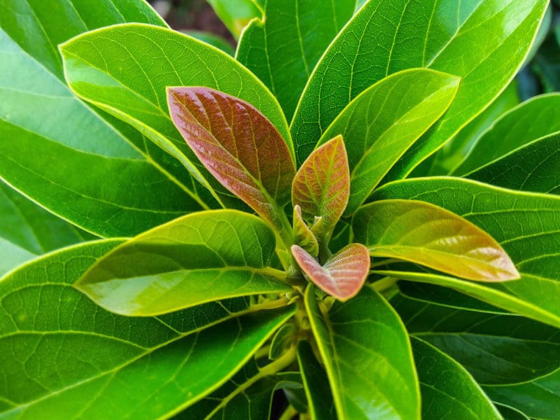 Mexican Avocado Leaves