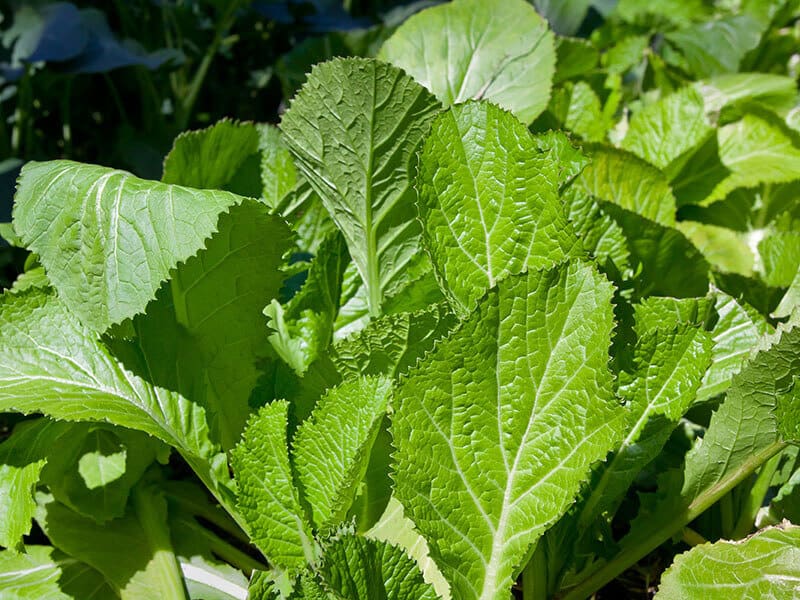 Mustard Greens