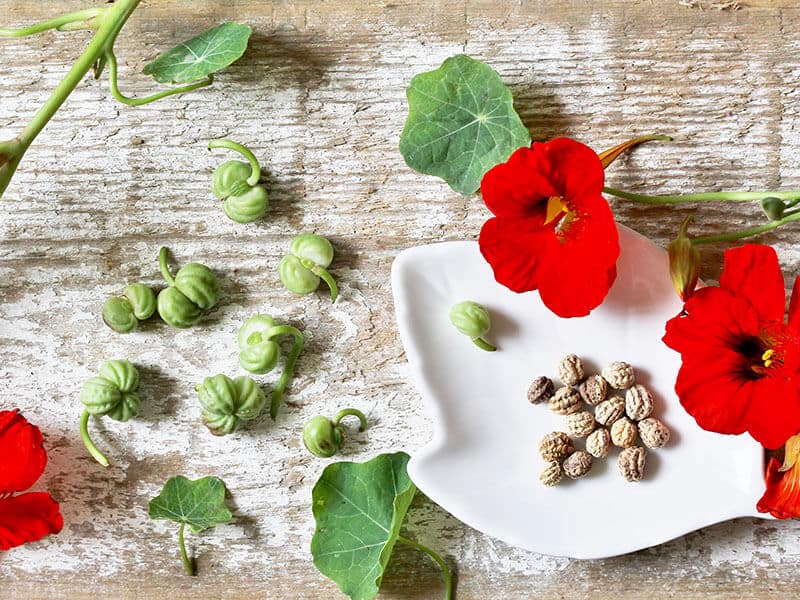 Nasturtium Seeds