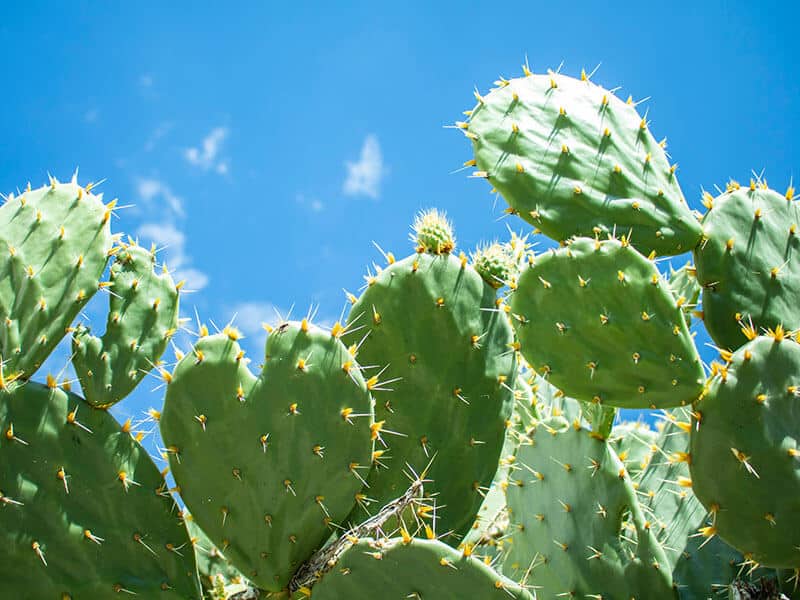 Nopal Leaves