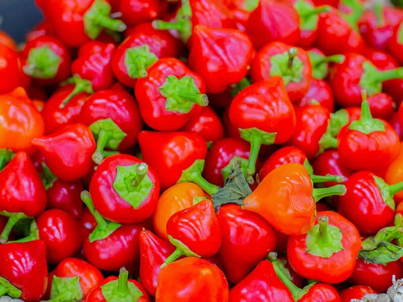 Pepper Pimento