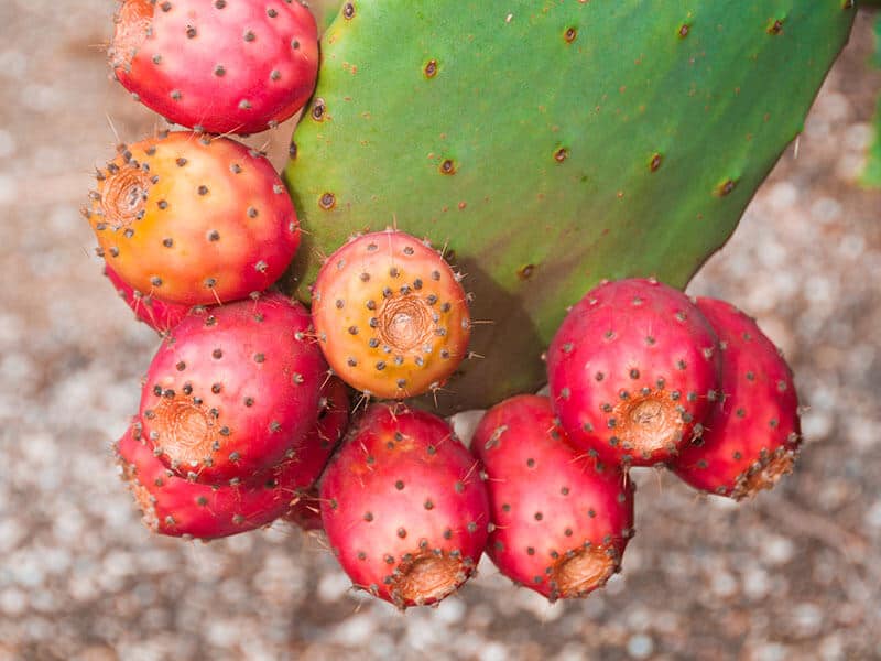 Prickly Pear Cactus