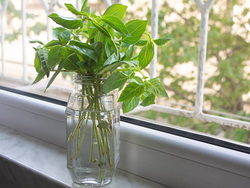 Propagating Basil