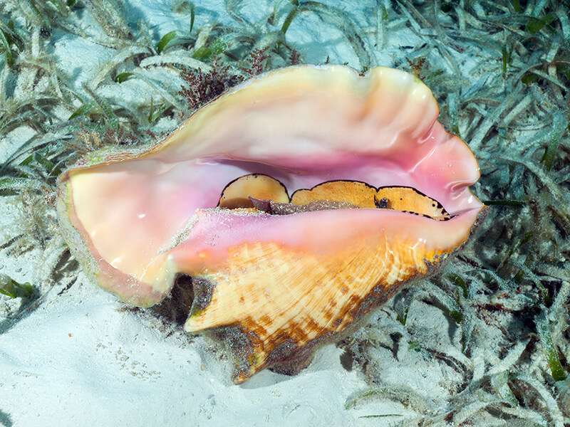 Queen Conch Strombus