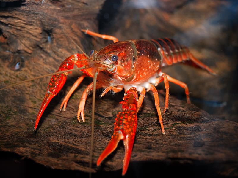 Swamp Crayfish