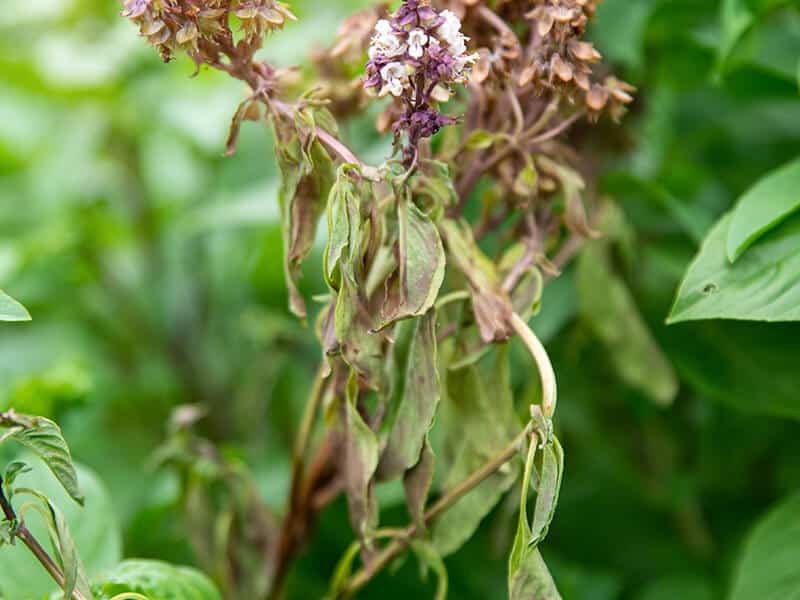 Sweet Basil Thyme