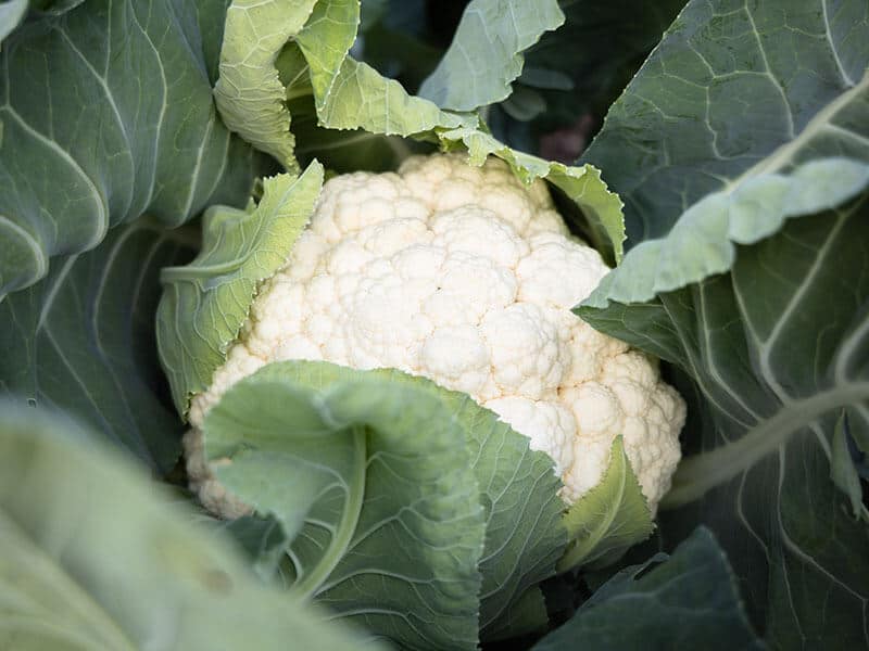 White Cauliflower