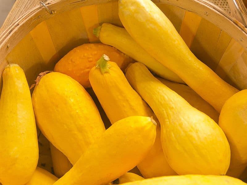 Yellow Summer Squash