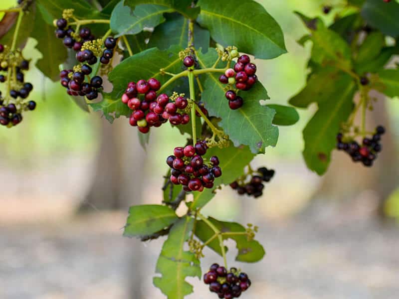 Allspice Leaves