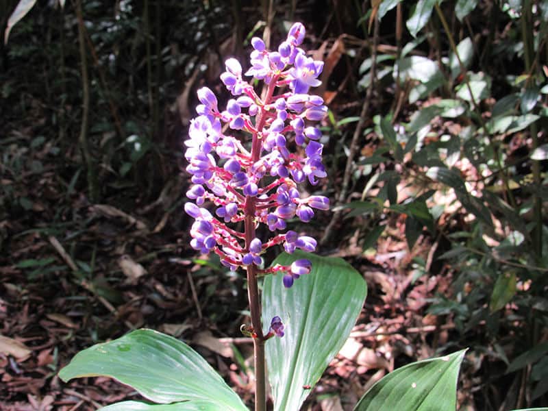 Blue Hawaiian Ginger