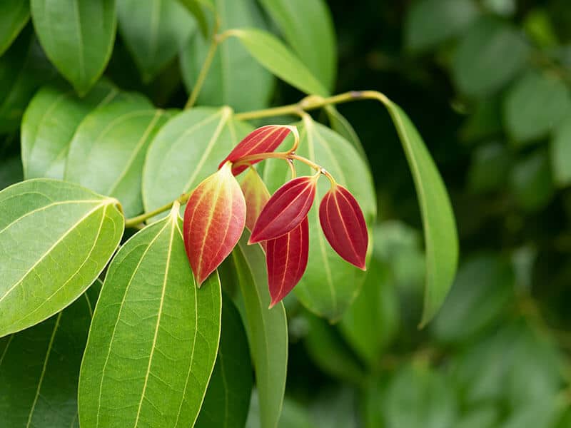 Cinnamon Leaves