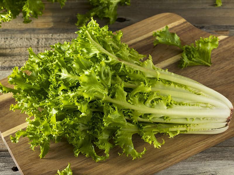 Curly Endive