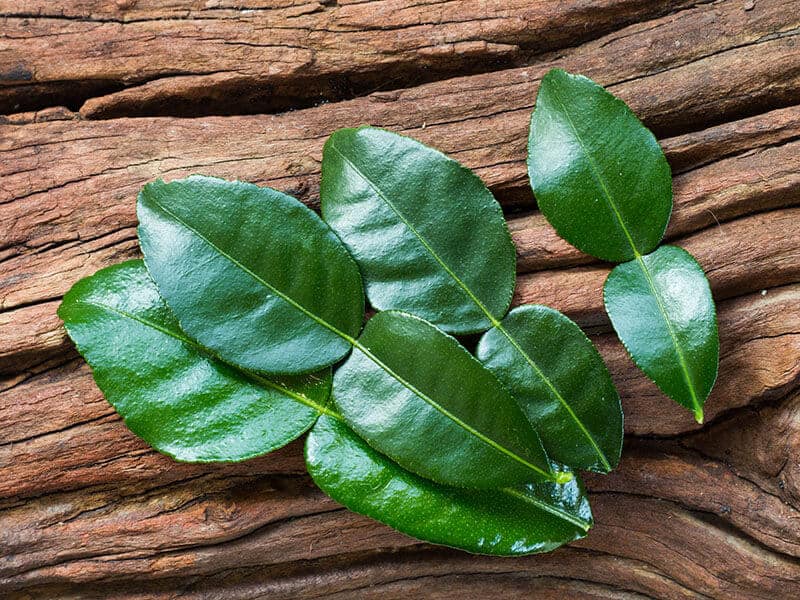 Kaffir Lime Leaves