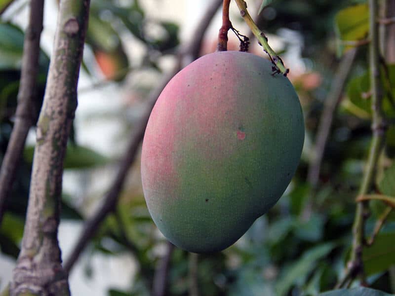 Keitt Mango