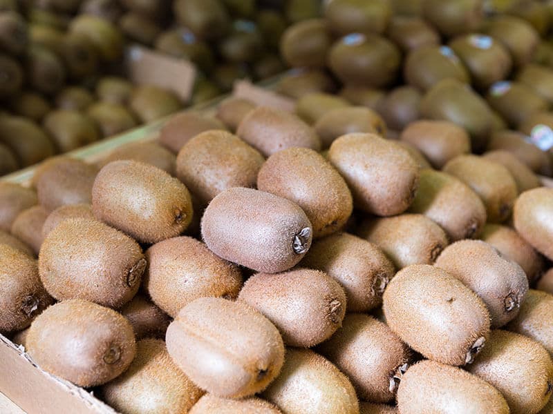 Kiwi Fruit Boxes