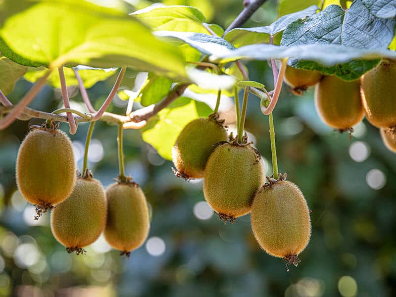 Kiwi Picking