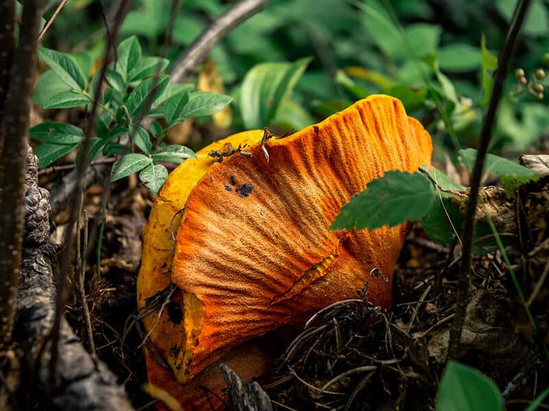 Lobster Mushrooms