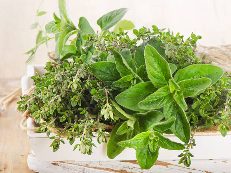 Oregano And Thyme