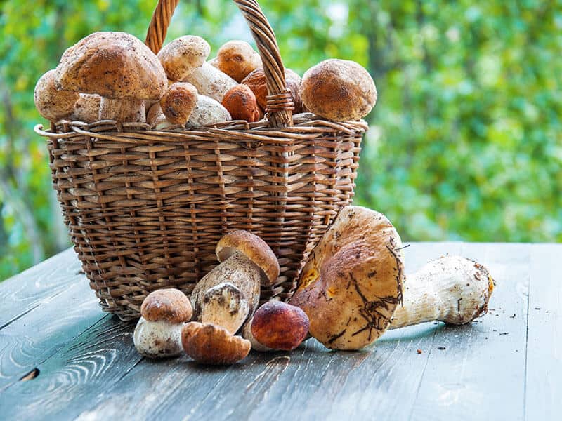 Porcini Mushrooms