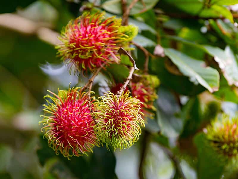 Rambutan Garden