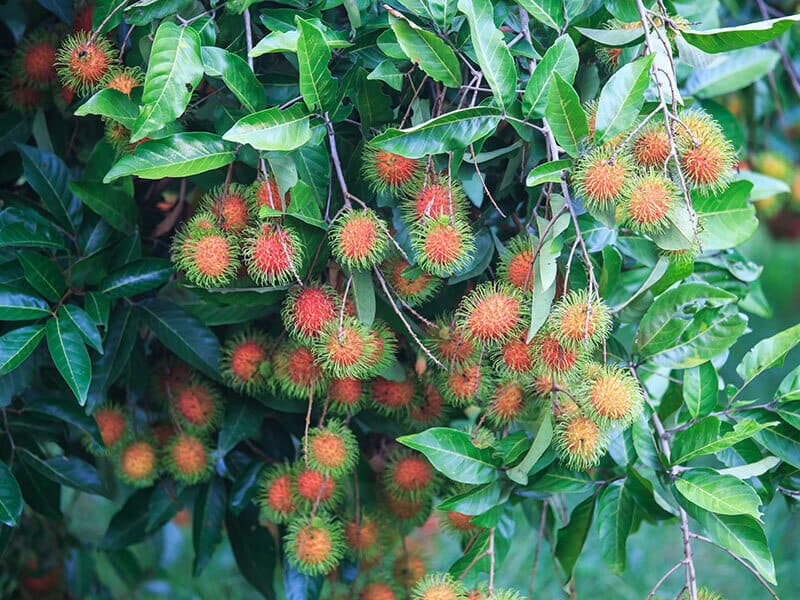 Rambutan On Tree